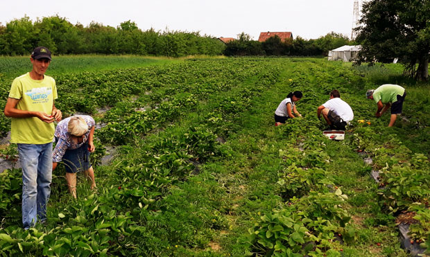 ТРИДЕСЕТ ПОРОДИЦА ОЗБИЉНО ПРИОНУЛО НА ПОСАО: Jaгoде доносе добру зараду